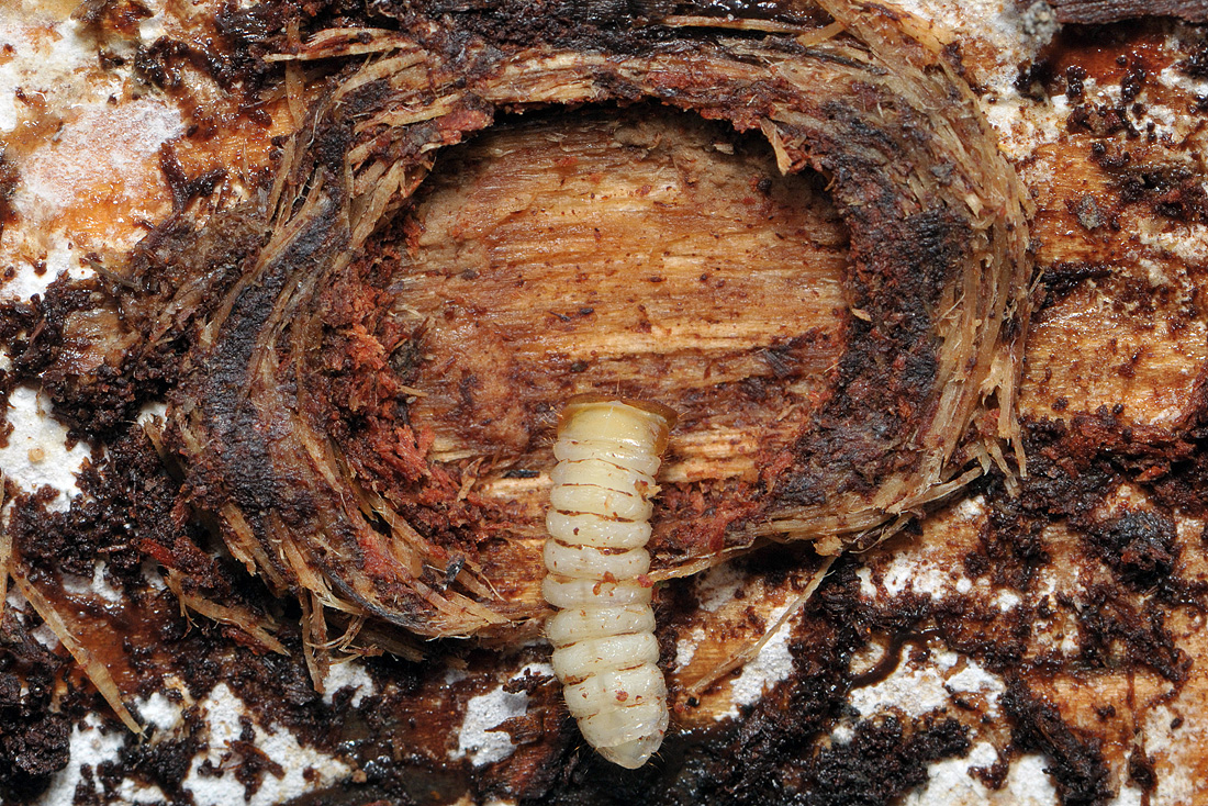 larve gewone dennenboktor 8-2009 5764