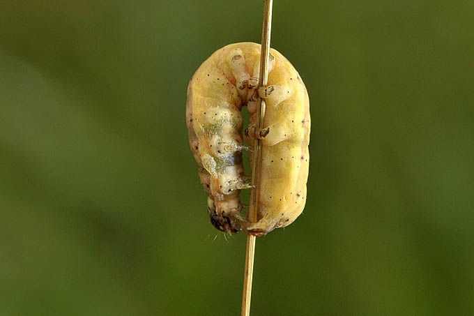 lenige dikzak 11-2011 0998