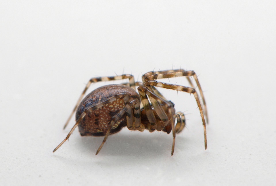 lentehangmatspin (neriene montana) 10-2014 0940