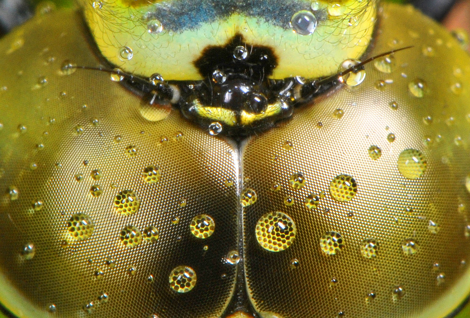 libellenoog 6-2012 9305