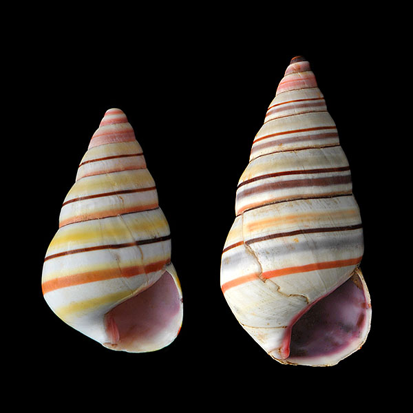 liguus virgineus 2-2013