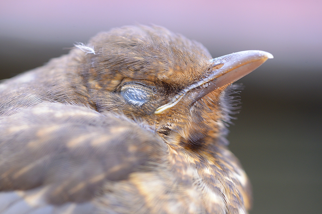 merel (Turdus merula) 7-2017 2331