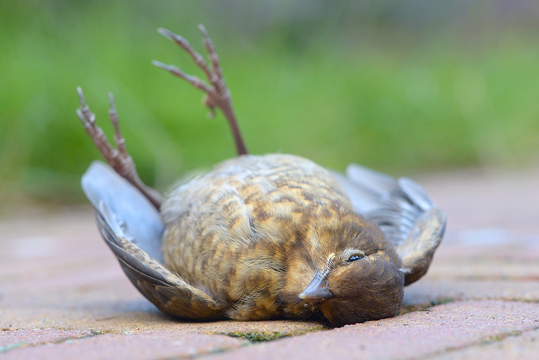 merel (Turdus merula) 7-2017 2352