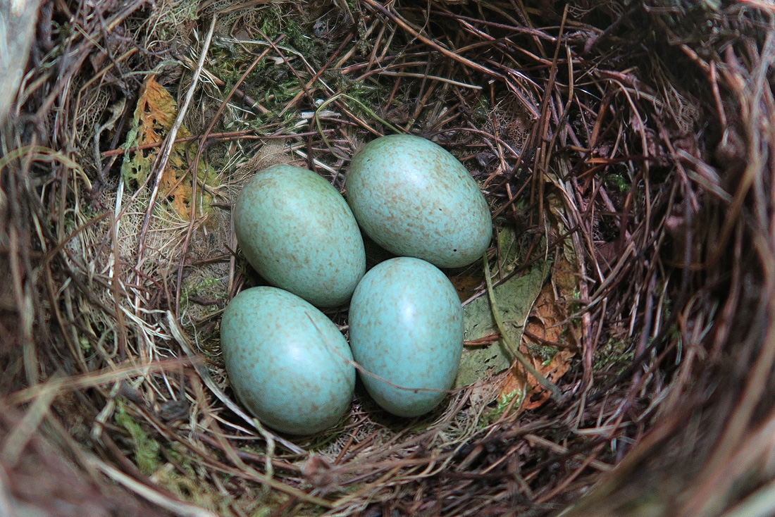 mereleitjes 6-2016 0223