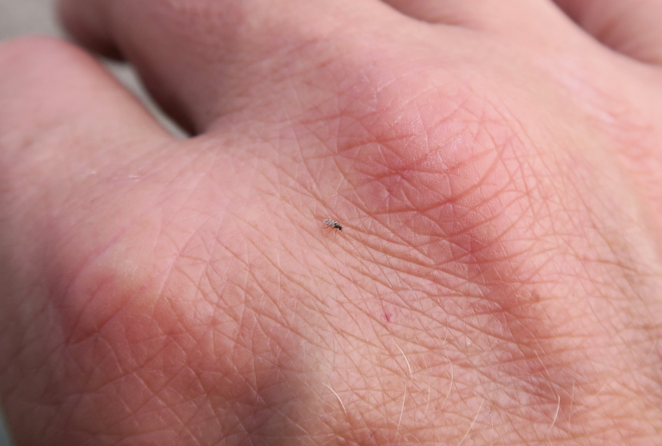 midge (Culicoides impunctatus) 8-2016 1938