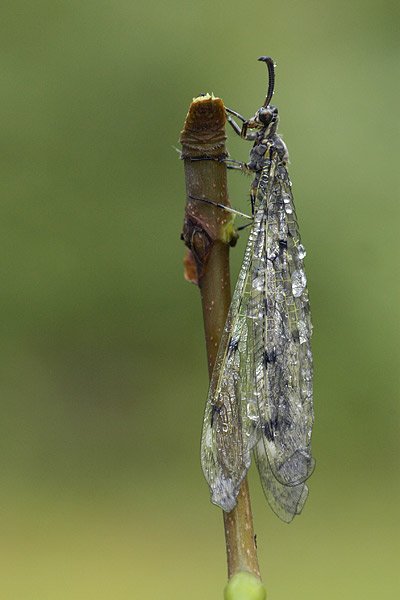 mierenleeuw (euroleon nostras) 6560_680