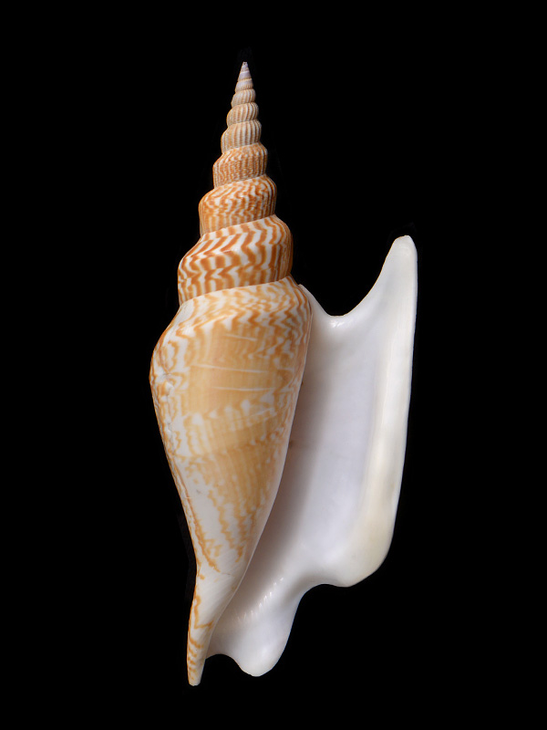 mirabilistrombus listeri 5-2015 2394