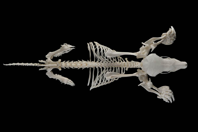 mol (talpa europaea) 1-2012 3986