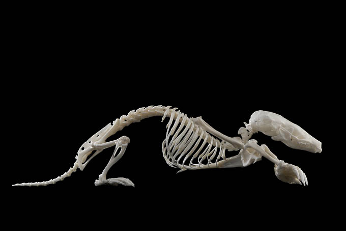 mol (talpa europaea) 1-2012 3993