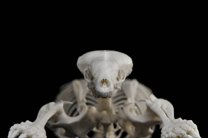 mol (talpa europaea) 1-2012 4011