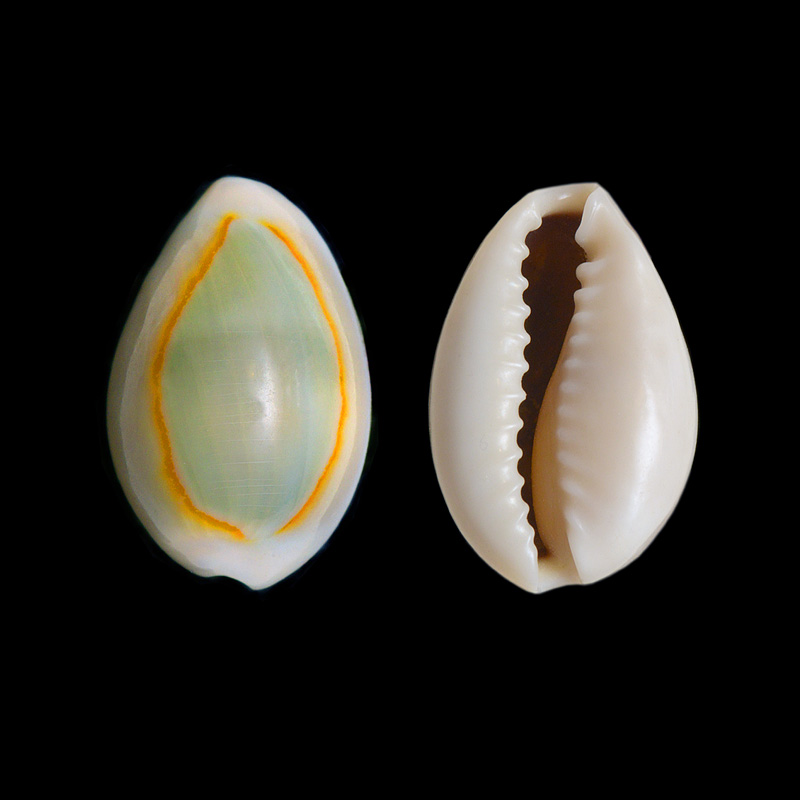 monetaria annulus 10-2014 1197