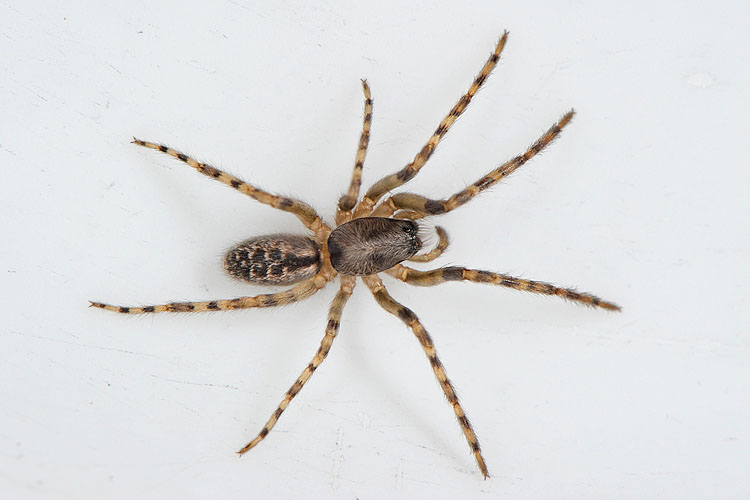 muurzesoog (segestria bavarica) 6-2012 8939