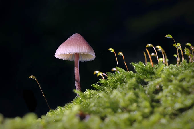 mycena 09-2010 9824
