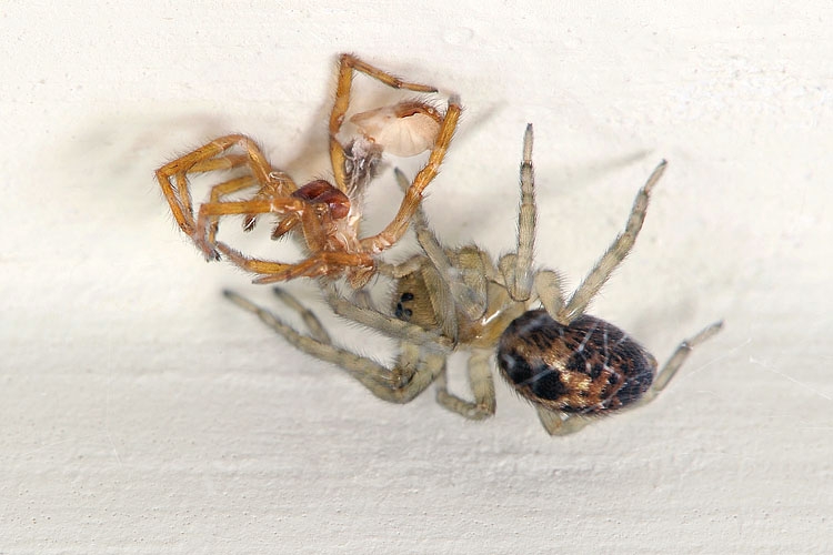 net vervelde spin met exuvia 5-2012 8264