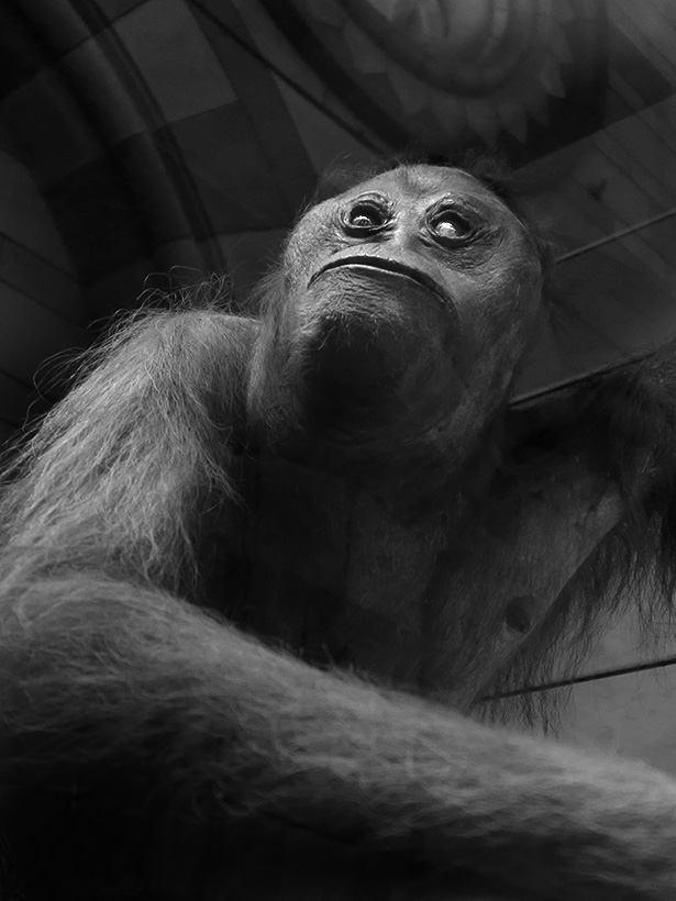 nhm londen 4-2018 5274