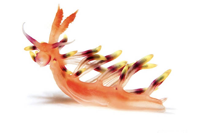 nudibranchia Flabellina exoplata foto; D Doubilet
