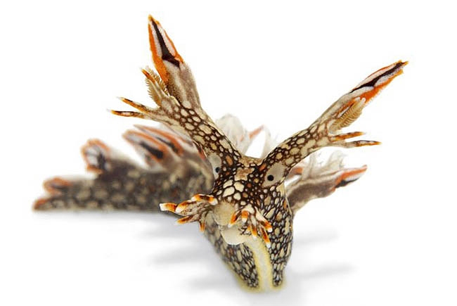 nudibranchia foto; D Doubilet