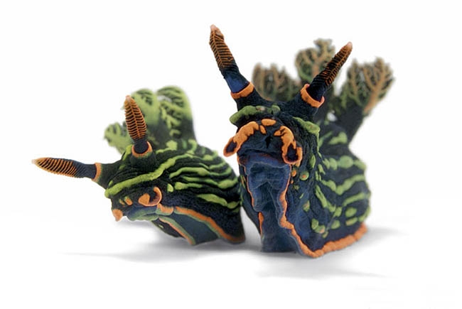 nudibranchia nembrotha kubaryana foto; D Doubilet