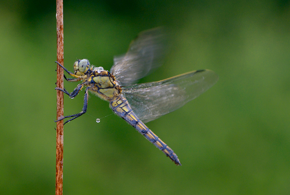 oeverlibel (orthetrum can cellatum) 8-2014 0162