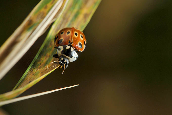oogvleklieveheersbeestje (anatis ocellata) 10-2011 2503