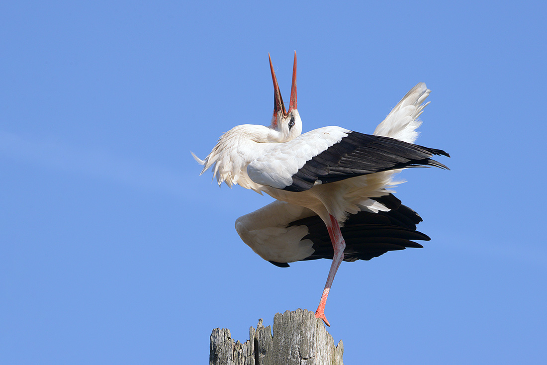 ooievaar  (Ciconia ciconia) 7-2017 2381