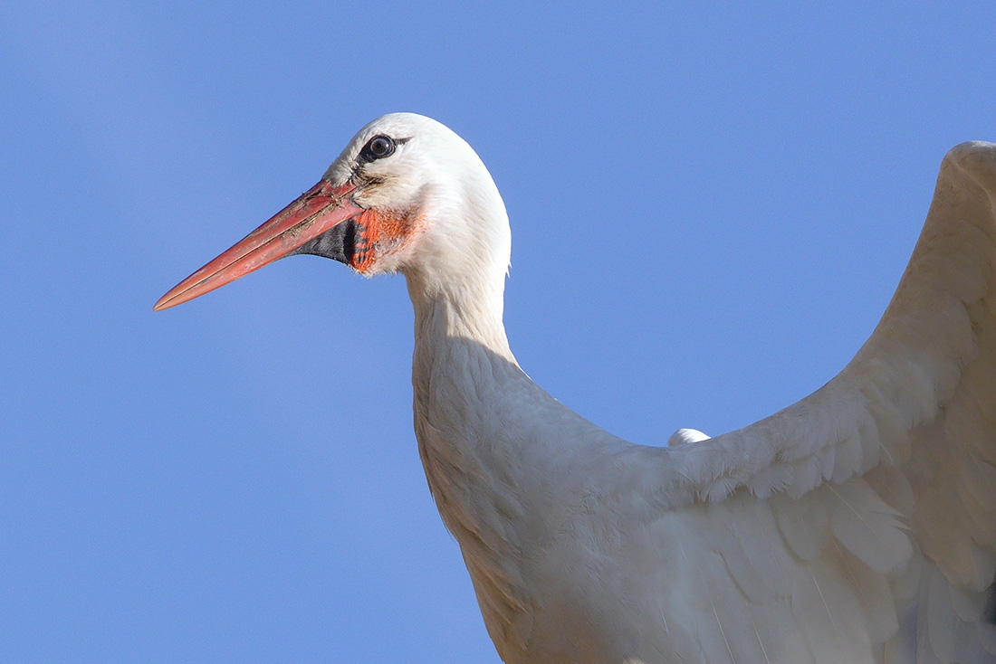 ooievaar  (Ciconia ciconia) 7-2017 2386