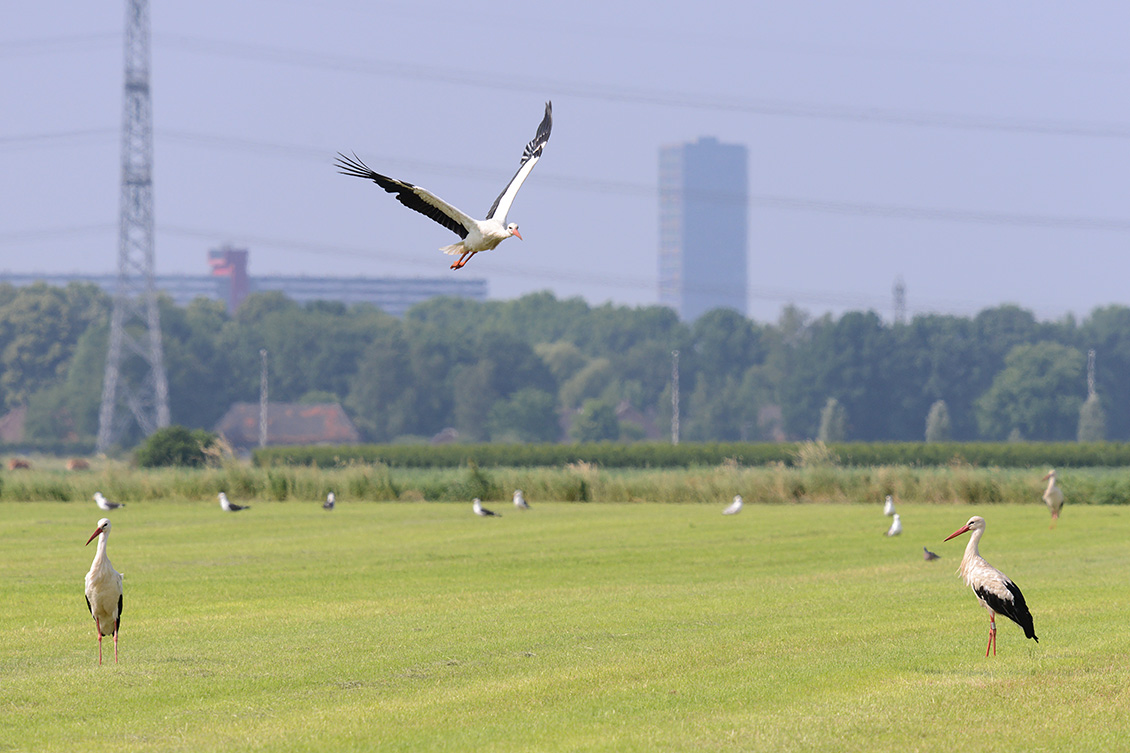 ooievaars (Ciconia ciconia) 6-2018 4324