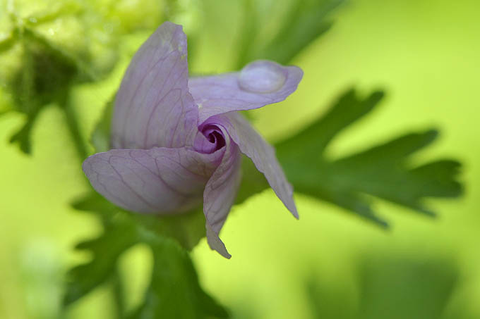 ooievaarsbek 07-2011 9729