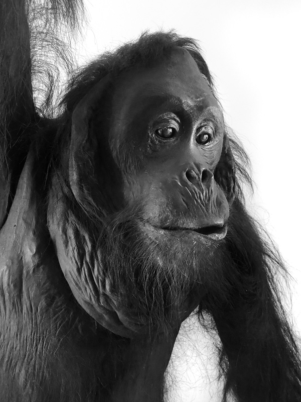 orang nat hist london 5-2015 5983