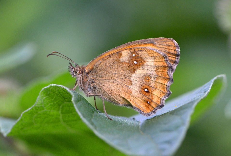 oranje zandoogje (pyronia tithonus) 7-2014 0098