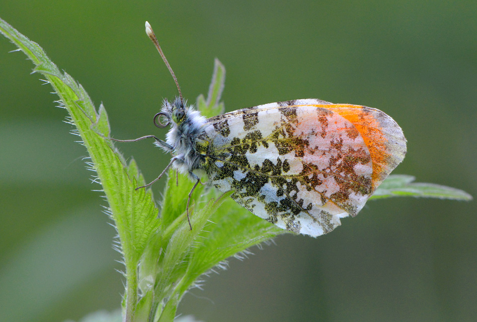 oranjetip (Anthocharis cardaminis) 5-2014 8910