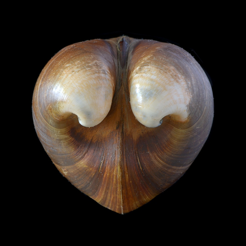 ossenhartschelp (Glossus humanus) 5-2016 9459