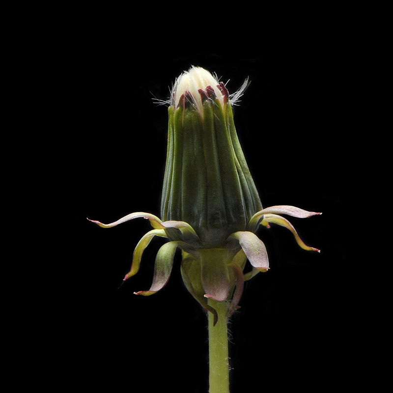 paardebloem (Taraxacum officinale) 5-2013 6478