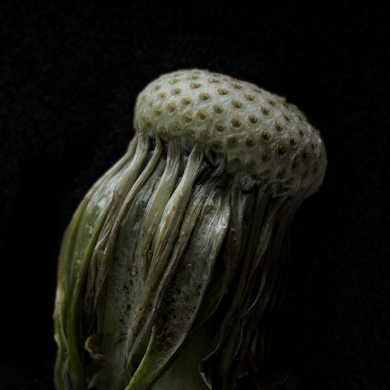 paardebloem (Taraxacum officinale) 8-2009 5652