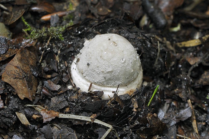 panteramaniet (amanita pantherina) 07-2011 0056