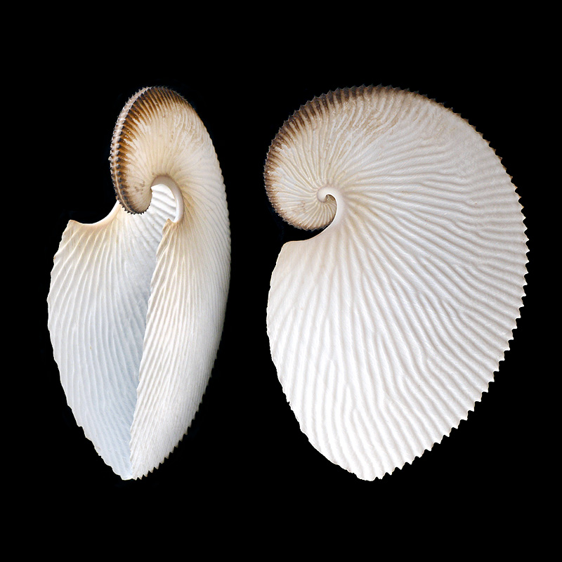 papiernautilus (argonauta argo) 7-2015