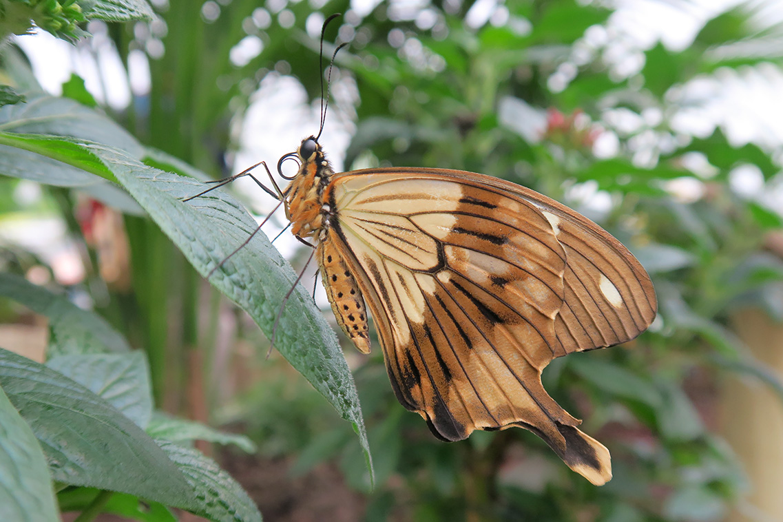 papilio dardanus 4-2018 5434