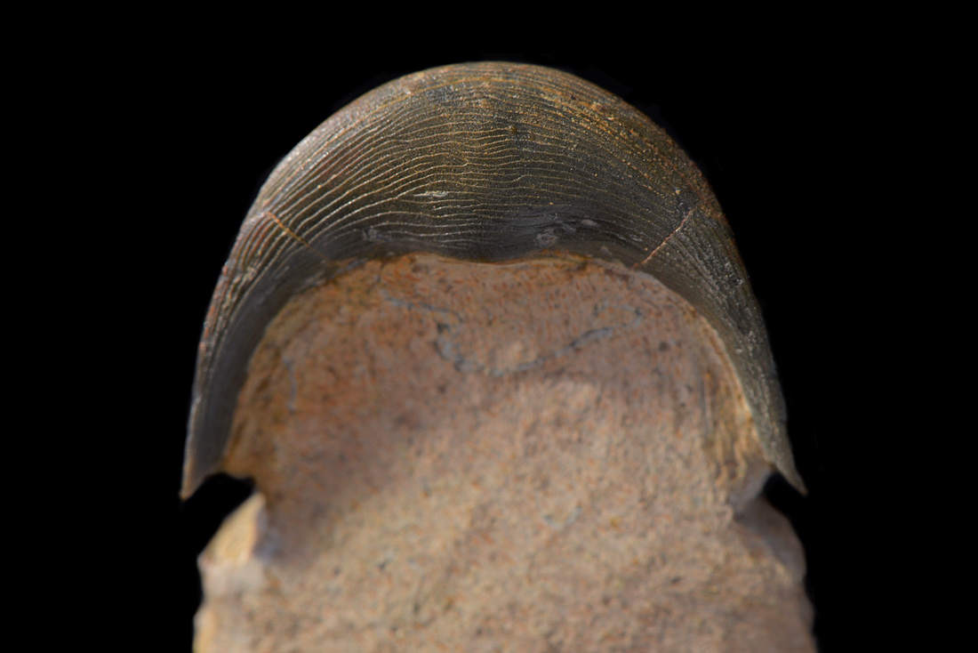 paralejurus sp 4-2016 8618