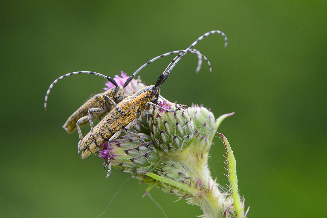 parende distelboktor (Agapanthia villosoviridescens) 6-2018 4083
