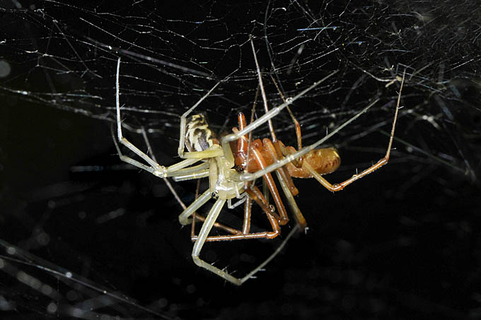 parende hangmatspinnen (linyphia triangularis) 07-2011 9996