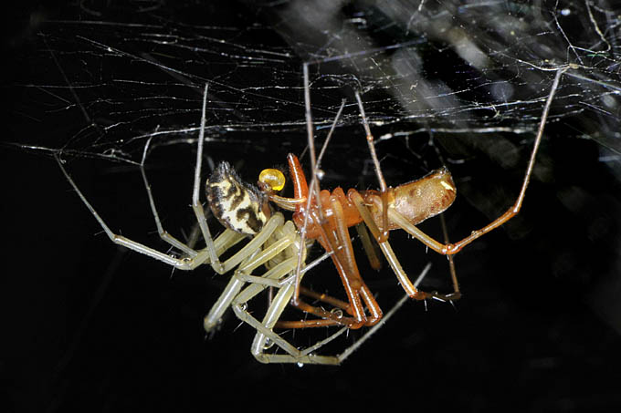 parende hangmatspinnen (linyphia triangularis) 07-2011 9999
