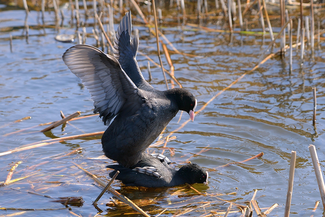 parende merkoeten 3-2016 7094