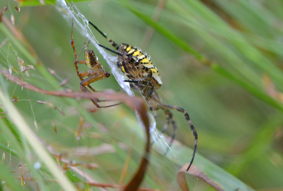 parende wespspinnen (argiope bruennichi) 7-2014 0196