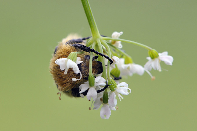 penseelkever (trichius fasciata)