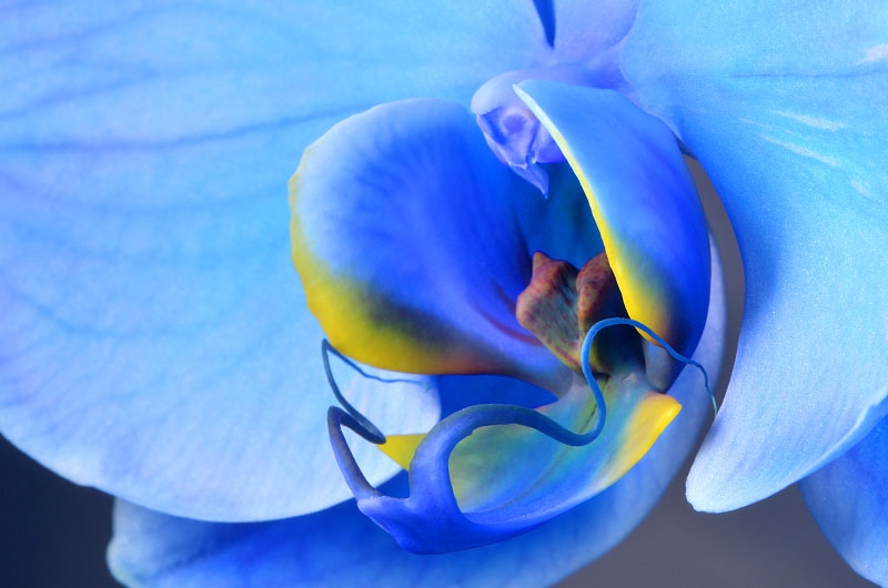 phalaenopsis 8-2013 1108