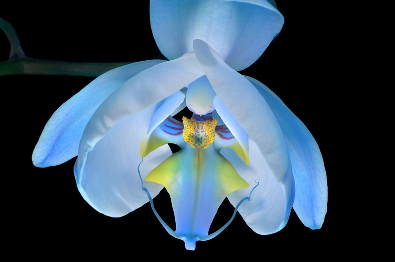 phalaenopsis 8-2013 1119