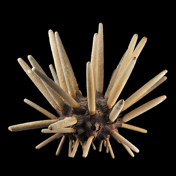 phyllacanthus parvispinus 4-20133890