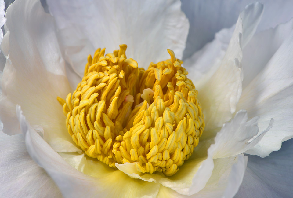 pioenroos 8-2013 2036