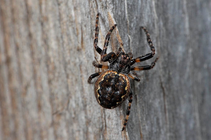 platte wielwebspin (nuctenea umbratica) 3-2012 5595