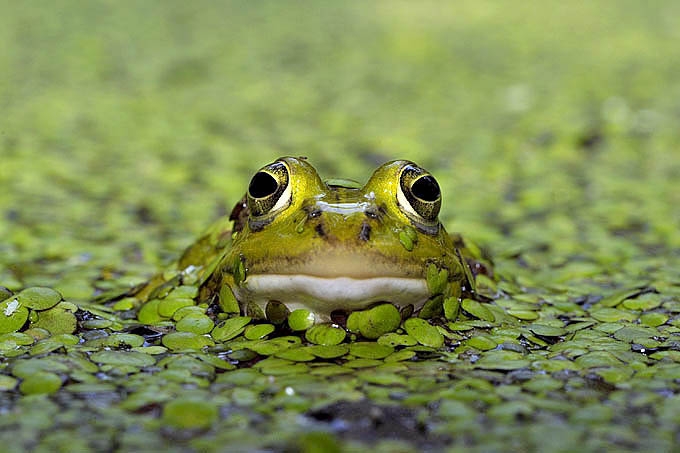 poelkikker (rana lessonae) 05-2011 7371
